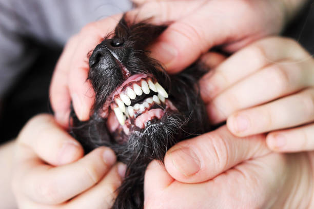 istock Malocclusion of the pet dog 943101656