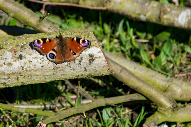 Peacock butterfly with wings wide open on a wooden surface. Insect close-up. Red Butterfly. Aglais io. European peacock.