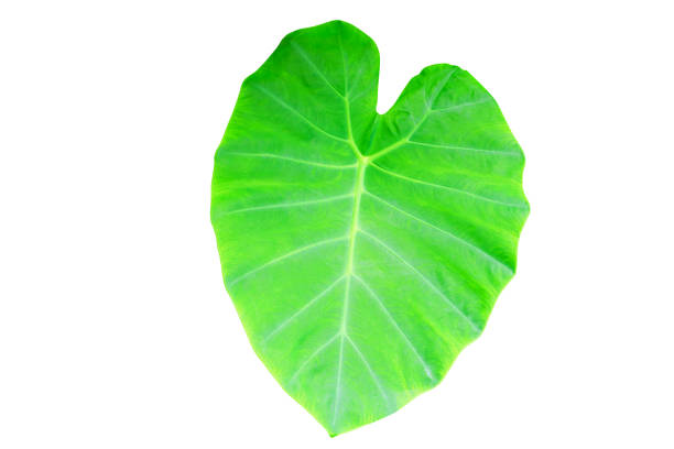istock Caladium green leaf texture background isolated on white background and clipping path with copy space add text 