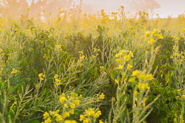 istock Winter morning - mustard plants field - rural India. 943110208