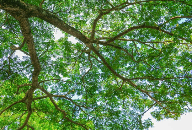 istock branch leaf of tree beautiful in the forest, bottom view on white background with copy space add text 943110242