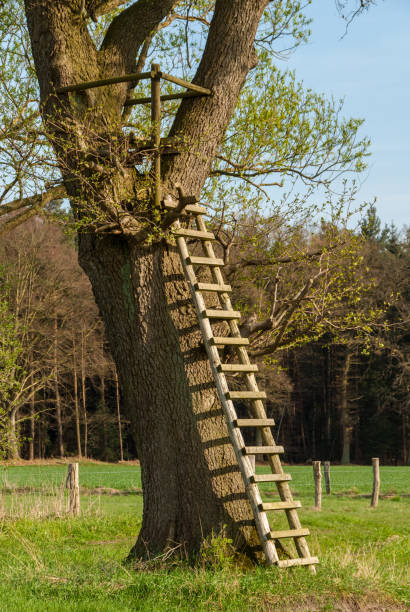 istock Tree stand with ladder in a meadow 943114218