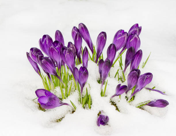 istock Purple crocus flowers in the snow 943114332