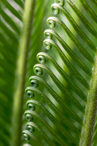 curled fern leaves - fern spiral frond green imagens e fotografias de stock