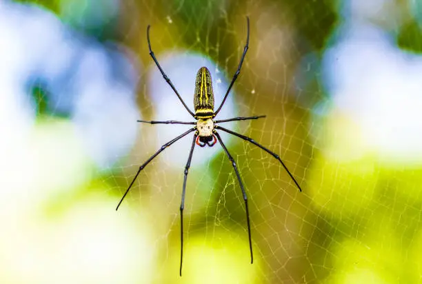 View o golden web spider in the jungle of Thailand