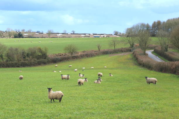 istock Flock of sheep 943118282