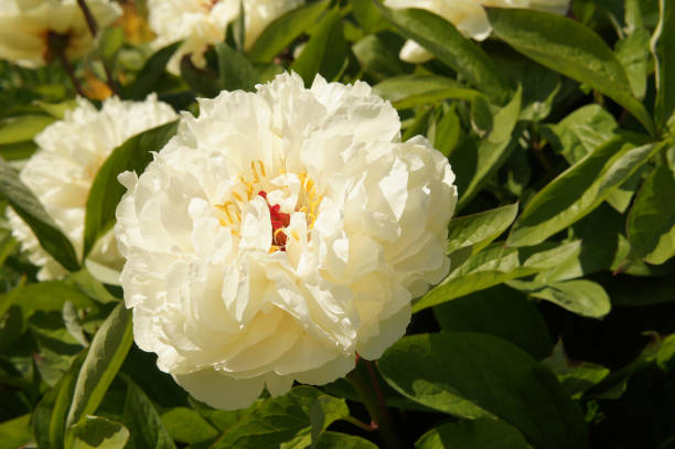 istock White peony flower in garden 943118308