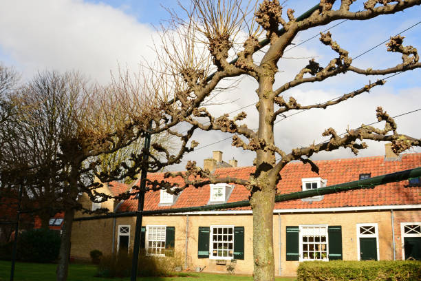 istock Horizontal Espalier infront of old town houses 943123414