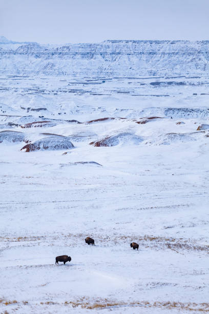 istock Buffalo Standing In Fresh Snow 943126344