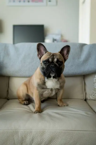 Black face blonde French bulldog sitting upright on a beige leather couch a throw over the backrest