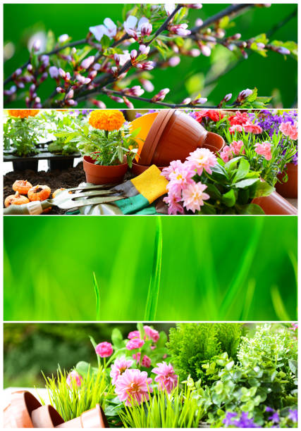 istock Gardening and flowers conceptual collage 943126458