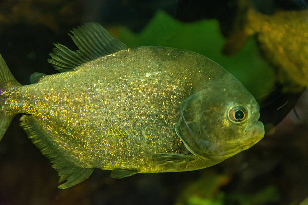 istock Piranha in aquarium 943126560