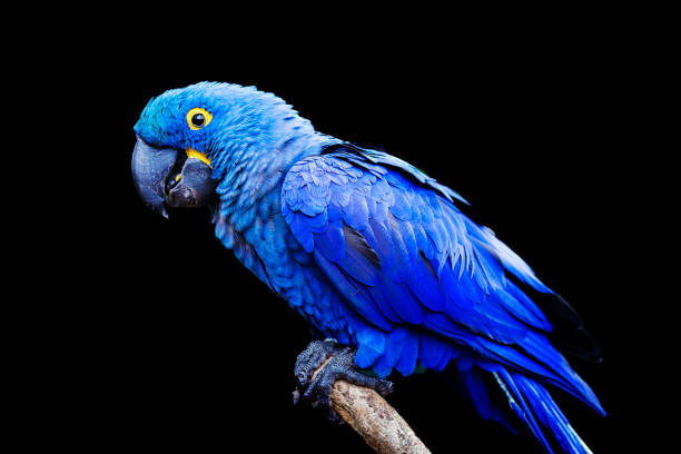 Blue and yellow, endangered Hyacinth Macaw (parrot) perched on a tree branch, on a black background stock photo