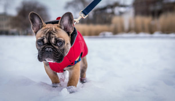 istock French Bulldog wearing a red jacket walking in snow with a leash 943126580