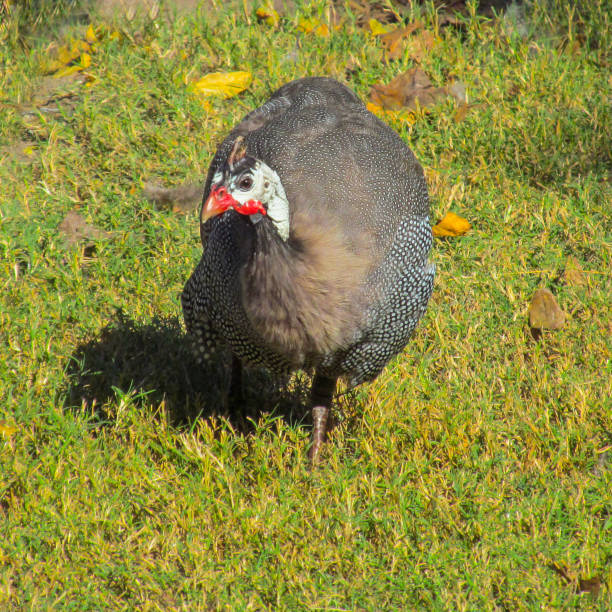 istock Guinea fowl is walking on green grass. 943129182