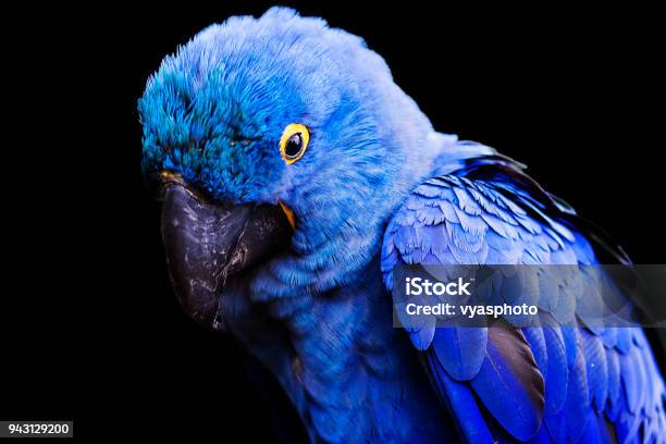 Blue And Yellow Endangered Hyacinth Macaw Perched On A Tree Branch On A Black Background Stock Photo - Download Image Now