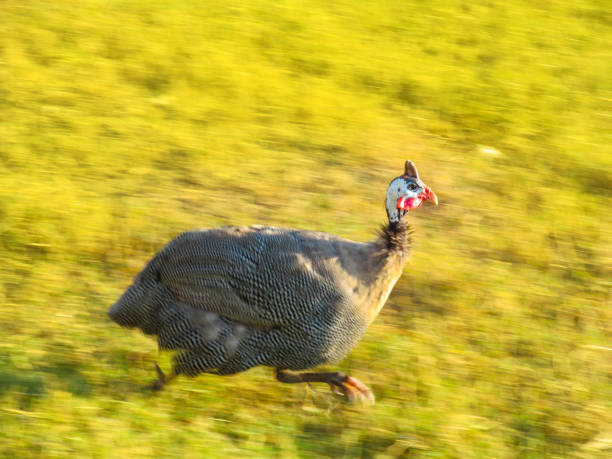 Group of guinea fowl with baby chicken in a pasture