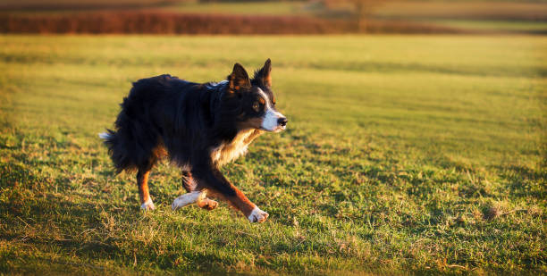 istock Tri-coloured border collie dog in green field during sunset 943132444