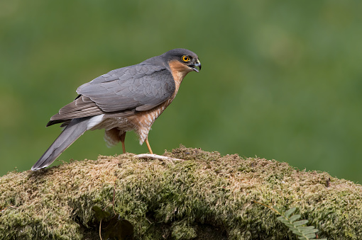 Sparrowhawk perched in the centre of a forest clearing