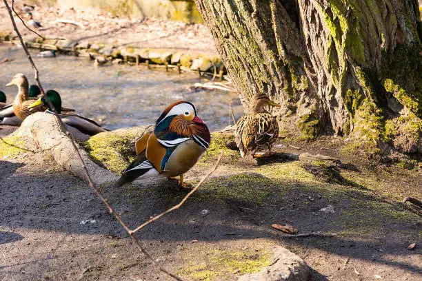 Mandarin duck (Aix galericulata) in city park (Krzeszowice, Poland)