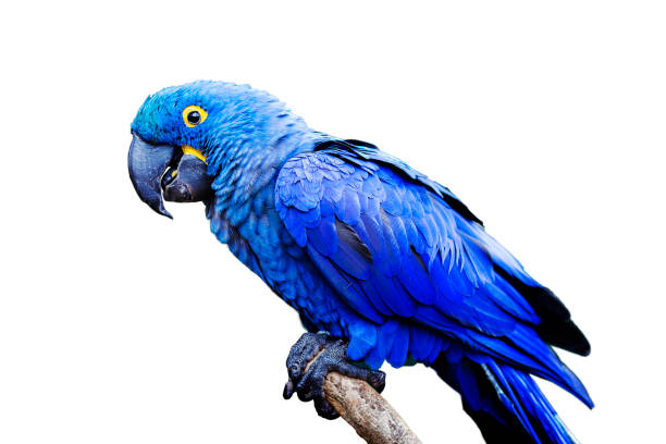 istock Blue and yellow, endangered Hyacinth Macaw (parrot) perched on a tree branch, on a white background 943133296