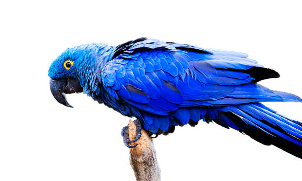 istock Blue and yellow, endangered Hyacinth Macaw (parrot) perched on a tree branch, on a white background 943133400