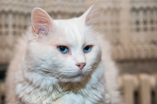 istock Portrait of Siberian cat 943133426