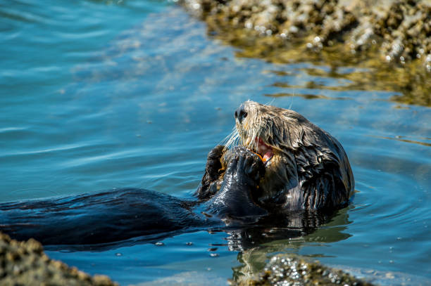 istock Close-up of Sea Otter Eating Shellfish 943133686