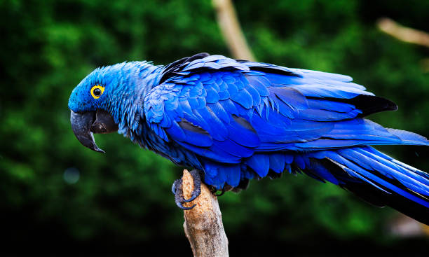 istock Blue and yellow, endangered Hyacinth Macaw (parrot) perched on a tree branch 943133836