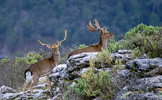 Fallow deer in the heat season, in the Natural Park of Cazorla, Segura and Las Villas.