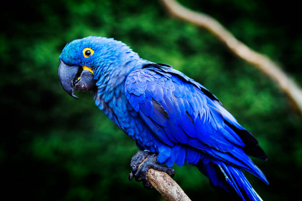 Blue and yellow, endangered Hyacinth Macaw (parrot) perched on a tree branch stock photo