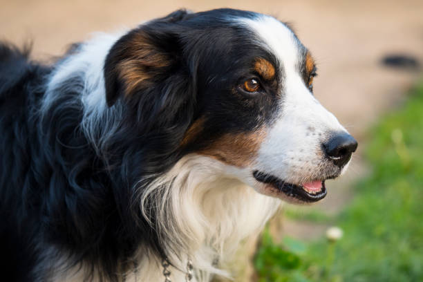 istock Border collie dog with beautiful eyes looking out 943136454
