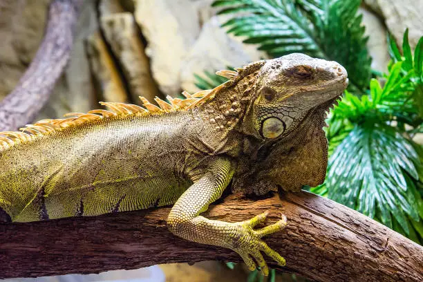 Green iguana (Iguana iguana) in the zoo.