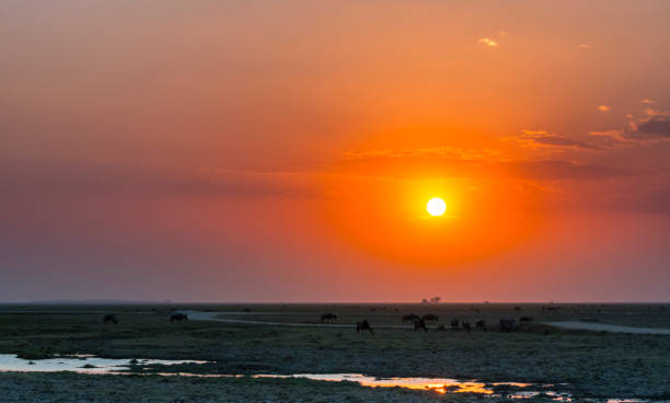 istock Sunset landscape in Africa 943139464