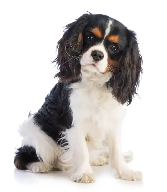 Cavalier king Charles sitting on a white background and looking straight ahead