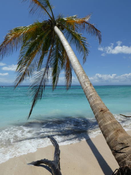 istock Zapatilla island of Panama 943139836