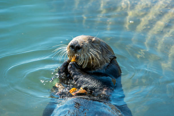 istock Close-up of Sea Otter Eating Shellfish 943140148