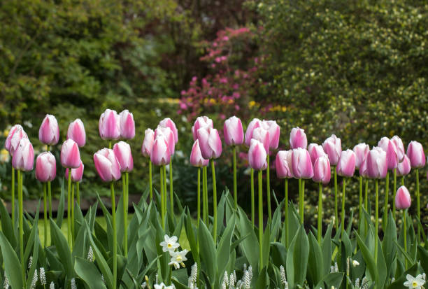 istock pink tulips flowers blooming in a garden 943145286