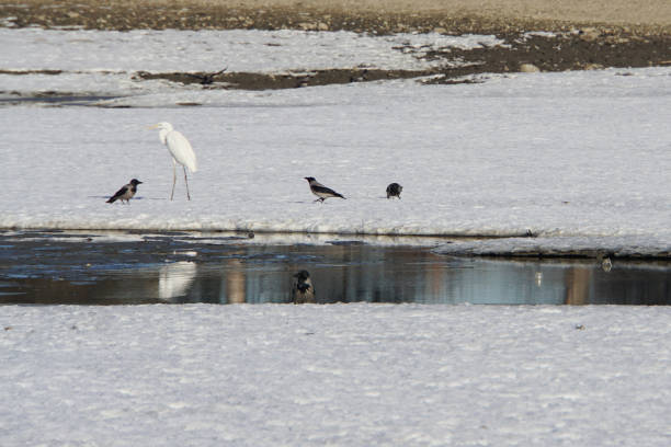 Panorama of a flock of crows and Caucasian heron and sitting near a hole in the lake Panorama of a flock of gray crows and Caucasian white heron sitting by mollusks near a hole in the lake in winter crows nest stock pictures, royalty-free photos & images