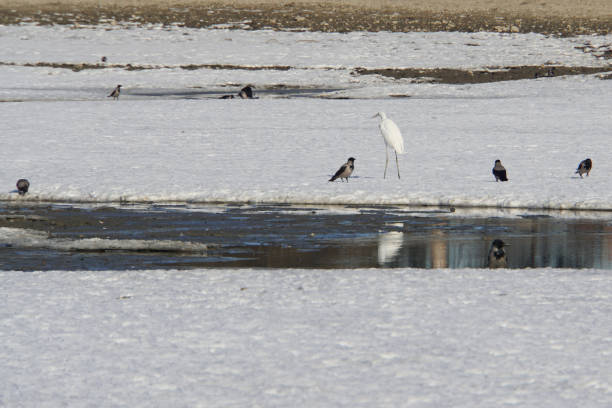 Panorama of a flock of crows and Caucasian heron sitting near the ice hole in the winter on the lake Panorama of a flock of gray crows and Caucasian white heron sitting by mollusks near the ice-hole near the lake shore in winter crows nest stock pictures, royalty-free photos & images
