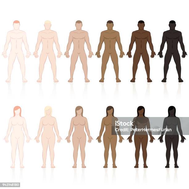 Male And Female Bodies With Different Skin Types Very Fair Fair Medium Olive Brown And Black Isolated Vector Illustration On White Background Stock Illustration - Download Image Now