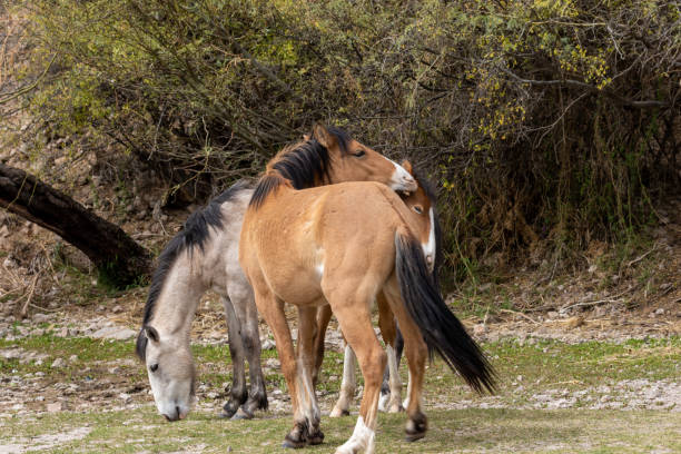 istock Wild Horses Sparring in Arizona 943148340
