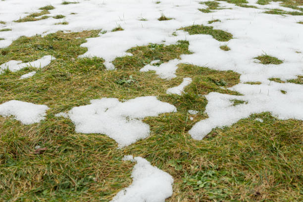 winter disappears, partly snow covered meadow