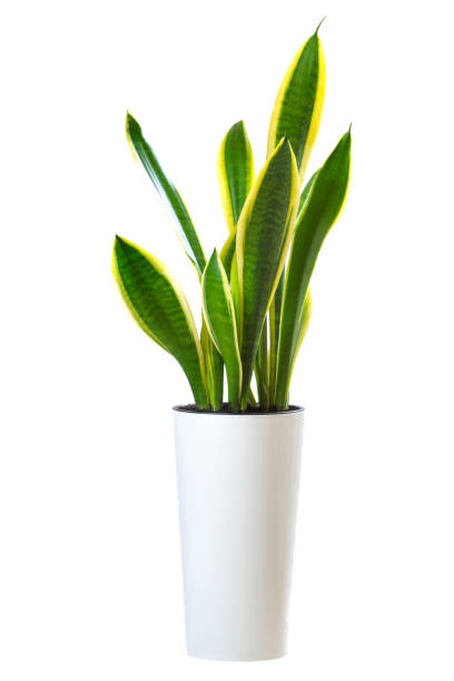 House plant Sansevieria trifasciata (snake tongue) House plant Sansevieria trifasciata (snake tongue) with long variegated leaves in white high pot isolated on white background sanseveria trifasciata photos stock pictures, royalty-free photos & images