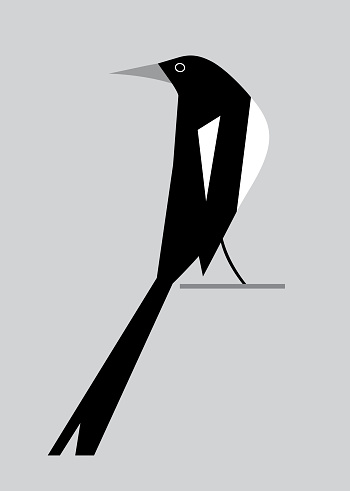 Minimalism image of magpie on a gray background
