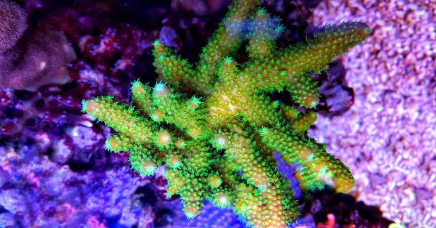 groene acroporidae sps koraal in rif aquarium tank - acropora palmata stockfoto's en -beelden