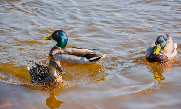 istock Ducks in the river, sailed for food. 943151812