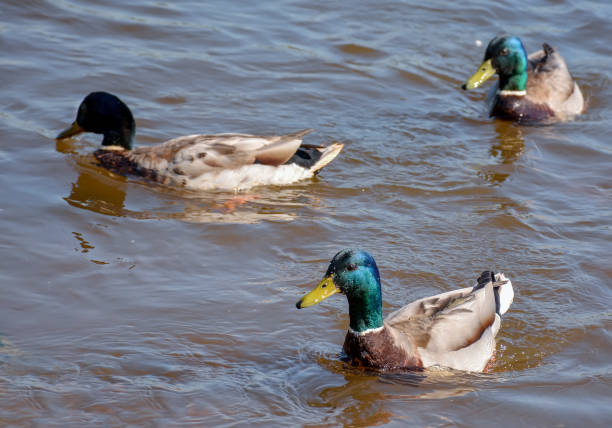 istock Ducks in the river, sailed for food. 943151816
