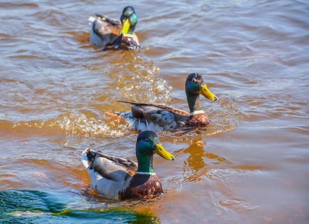 istock Ducks in the river, sailed for food. 943151820