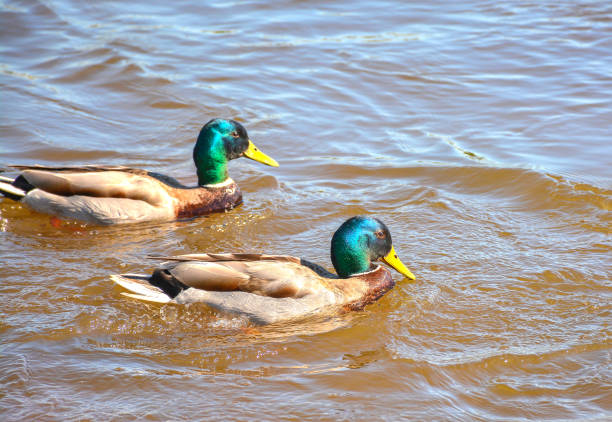istock Ducks in the river, sailed for food. 943151826